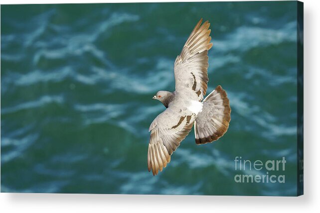 Nature Acrylic Print featuring the photograph Rock Pigeon Flying Over the Sea by Pablo Avanzini