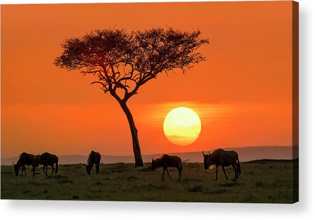 Kenya Acrylic Print featuring the photograph Safari Sunset by Hua Zhu