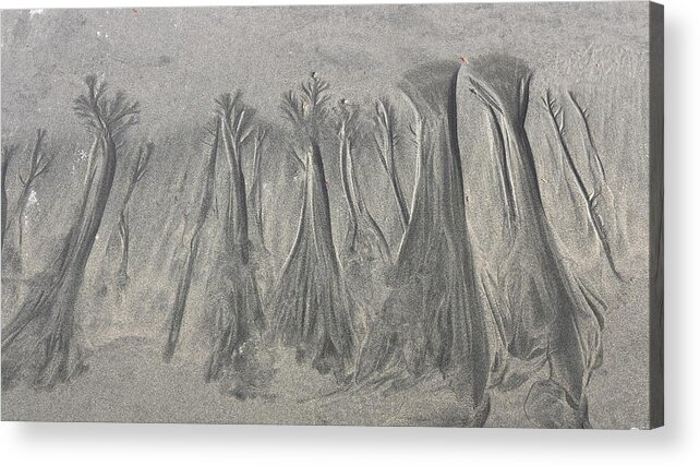 Beach Acrylic Print featuring the photograph Sand Forest by Ugur Erkmen