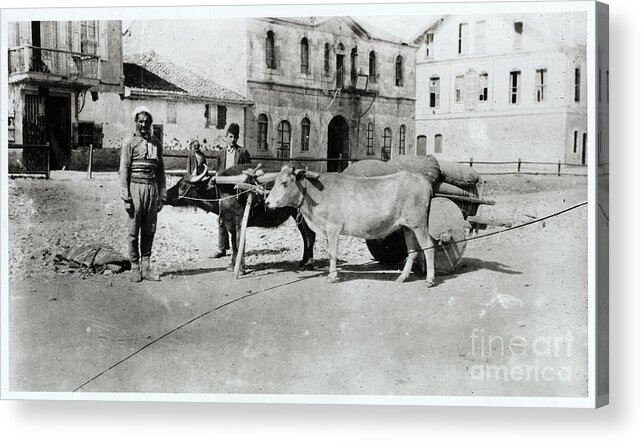 People Acrylic Print featuring the photograph Settler Standing In Road With His Oxen by Bettmann