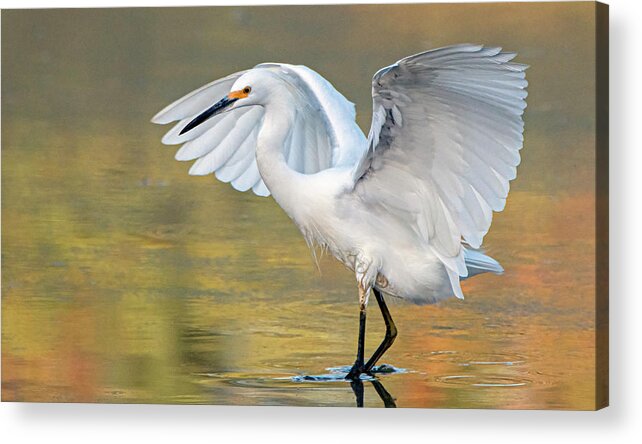 Snowy Egret Acrylic Print featuring the photograph Snowy Egret 2167-082819 by Tam Ryan