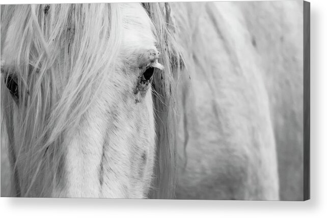 Wild Horse Acrylic Print featuring the photograph Spirit of the Wild by Holly Ross