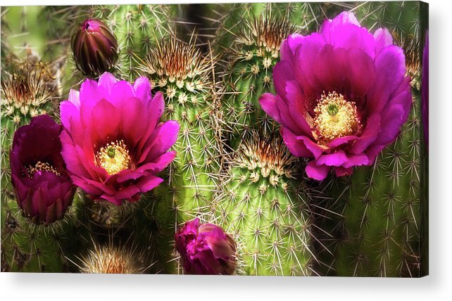 Strawberry Hedgehog Cactus Acrylic Print featuring the photograph Strawberry Hedgehog Flowers by Saija Lehtonen