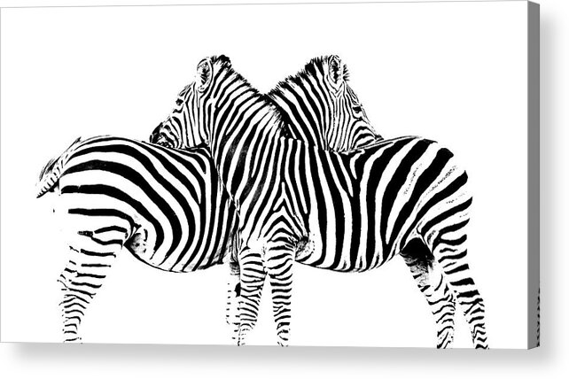 Zebra Acrylic Print featuring the photograph Stripes by Hamish Mitchell