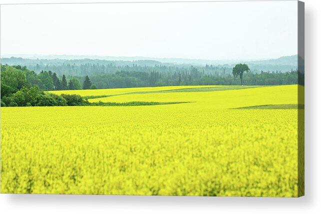 Yellow Acrylic Print featuring the photograph Sunshine On a Cloudy Day by Holly Ross