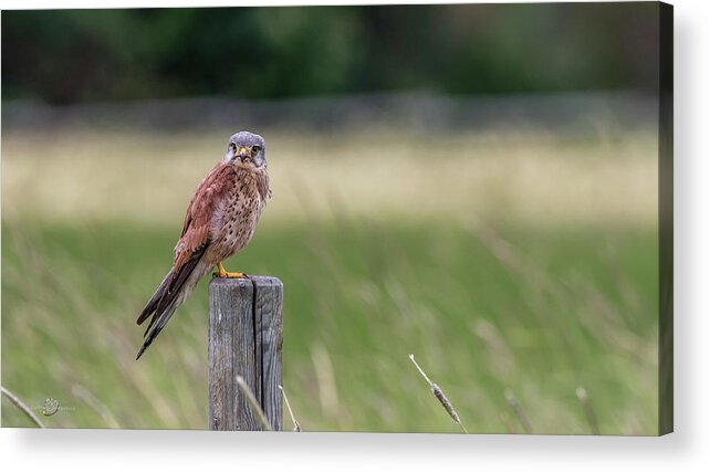 Kestrel Acrylic Print featuring the photograph The male Kestrel on his watch by Torbjorn Swenelius