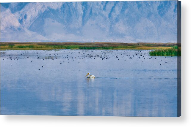 Pelican Acrylic Print featuring the photograph The Pelican by Kate Hannon