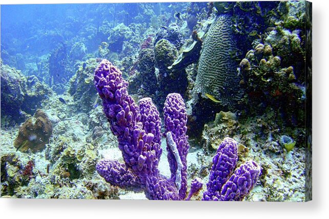 Sponge Acrylic Print featuring the photograph The Purple Sponge by Climate Change VI - Sales