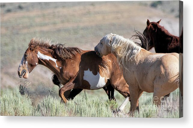 Wild Stallions Acrylic Print featuring the photograph The Pursit by Jim Garrison