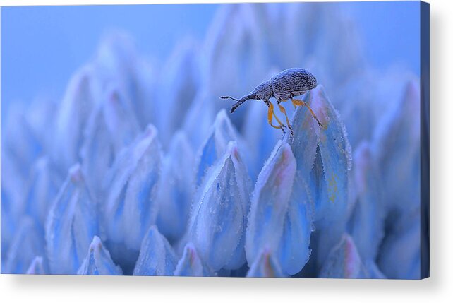Insect Acrylic Print featuring the photograph The Solitude Of The Climber... by Thierry Dufour