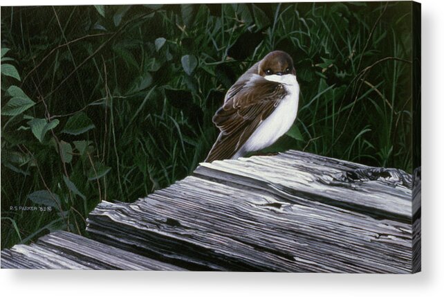 A Tree Swallow Perched On Dead Wood. Acrylic Print featuring the painting Tree Swallow by Ron Parker