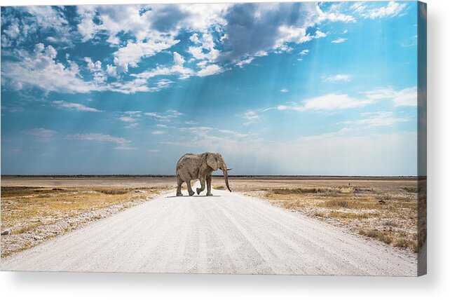 Elephant Acrylic Print featuring the photograph Under An African Sky by Hamish Mitchell