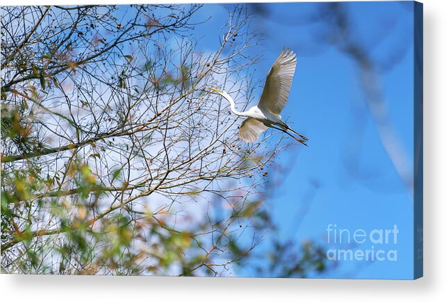 White Egret Acrylic Print featuring the photograph Wacatee Egret in Flight by David Smith