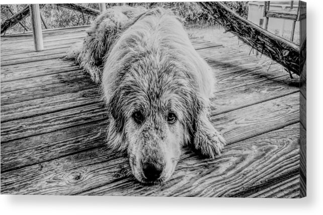 Dog Acrylic Print featuring the photograph Wet Dog Beau by Ivars Vilums