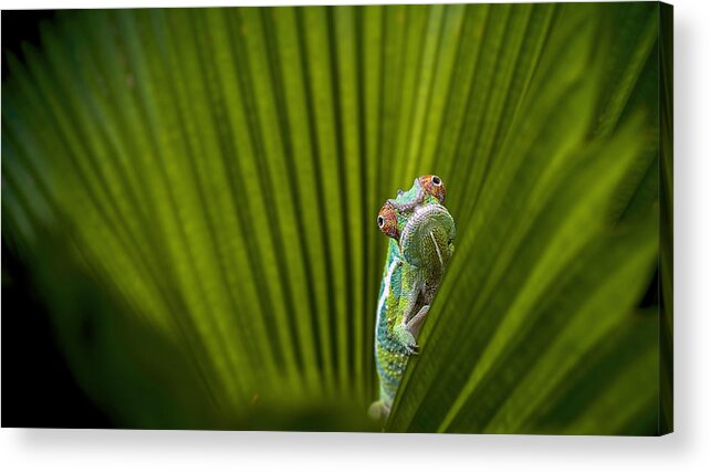 Macro Acrylic Print featuring the photograph What Is That? by Sabriamin
