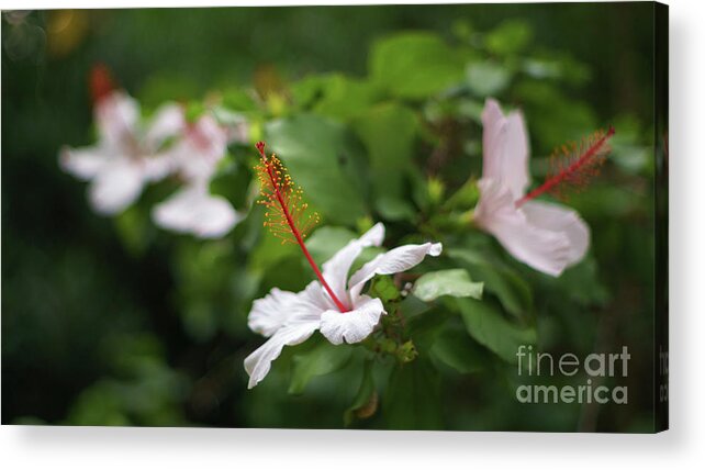 Gift Acrylic Print featuring the photograph White Hibiscus Flower by Pablo Avanzini