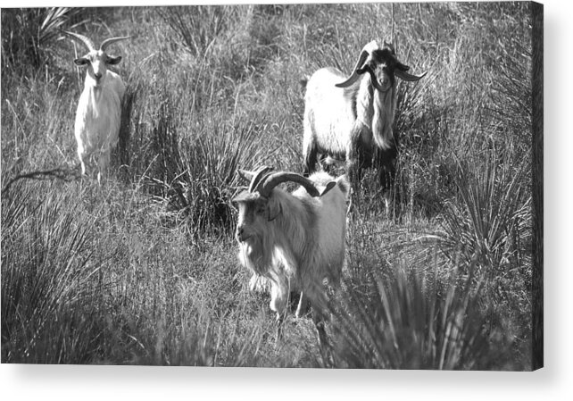 Richard E. Porter Acrylic Print featuring the photograph Wild Goats - Lake Mackenzie, Texas by Richard Porter