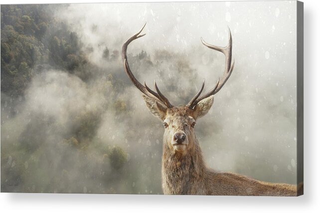 Stag Acrylic Print featuring the photograph Wild Nature - Stag by Andrea Kollo