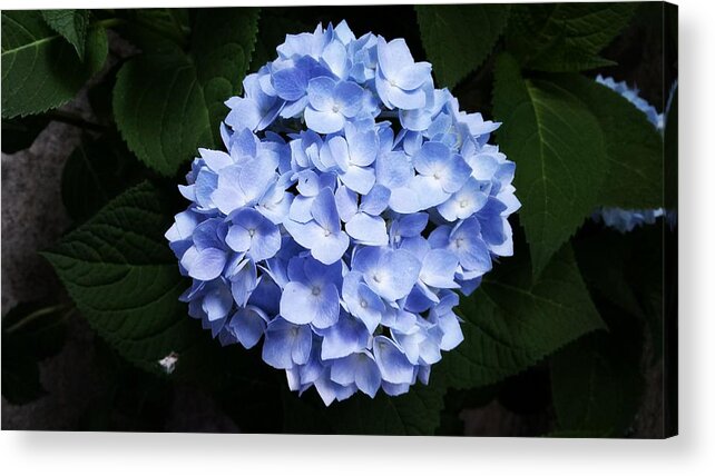 Flower Acrylic Print featuring the photograph Blue #2 by Tanja Leuenberger