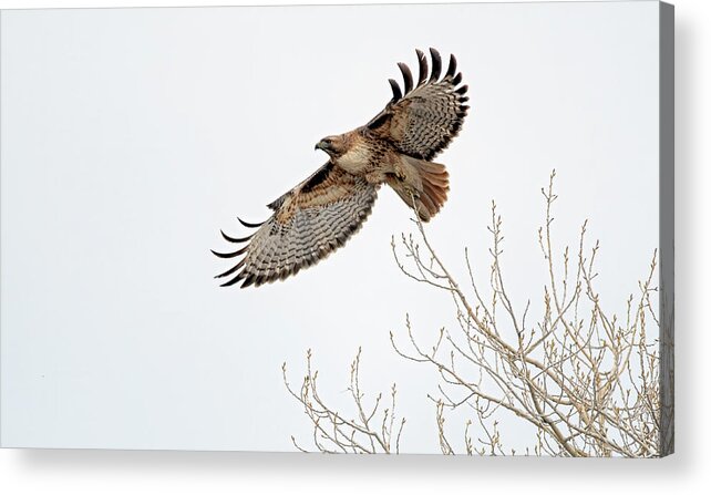 Stillwater Wildlife Refuge Acrylic Print featuring the photograph Red Tailed Hawk 7 #2 by Rick Mosher