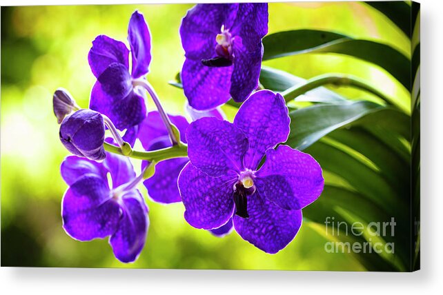 Background Acrylic Print featuring the photograph Purple Orchid Flowers #21 by Raul Rodriguez