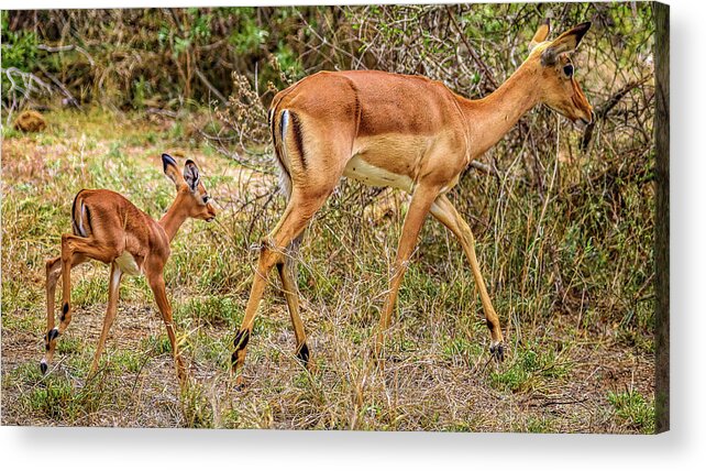 Kruger National Park South Africa Acrylic Print featuring the photograph Kruger National Park South Africa #22 by Paul James Bannerman