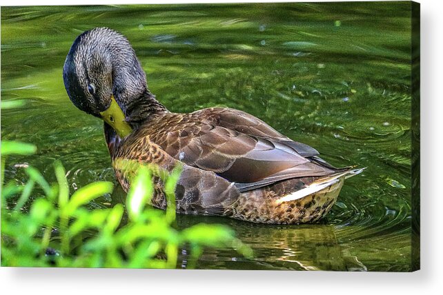  Shubenacadie Provincial Wildlife Park Nova Scotia Canada Acrylic Print featuring the photograph Shubenacadie Provincial Wildlife Park Nova Scotia Canada #26 by Paul James Bannerman