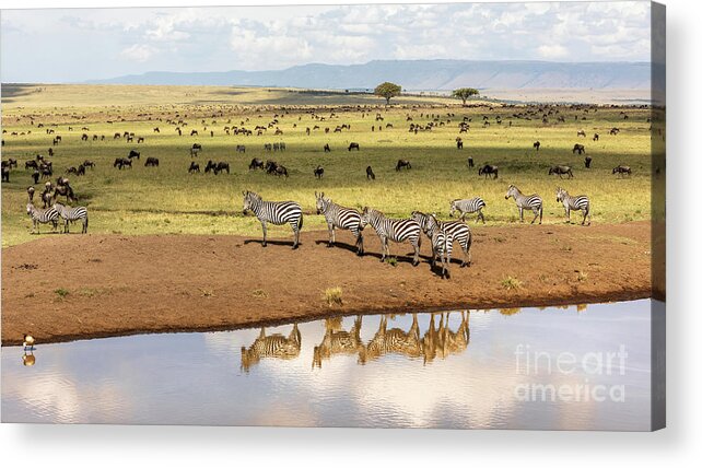 Animal Acrylic Print featuring the photograph A group of plains zebra reflected in a water hole in the Masai Mara, Kenya by Jane Rix