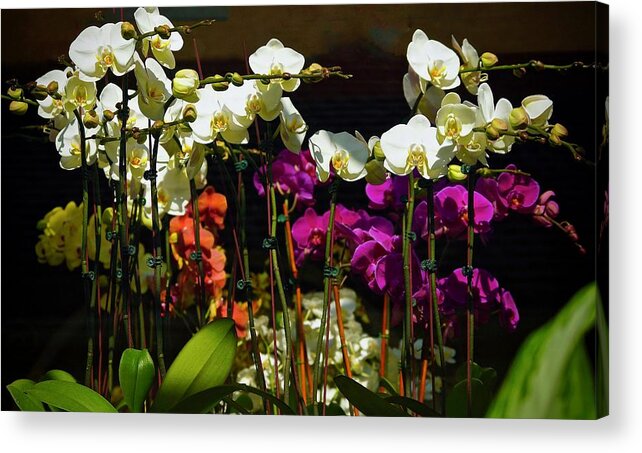 Orchids Acrylic Print featuring the photograph A Time For Beauty by Ira Shander