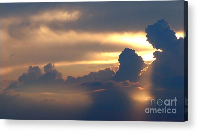 Look Up Acrylic Print featuring the photograph Adrift in the Golden Splendor by Tony Lee