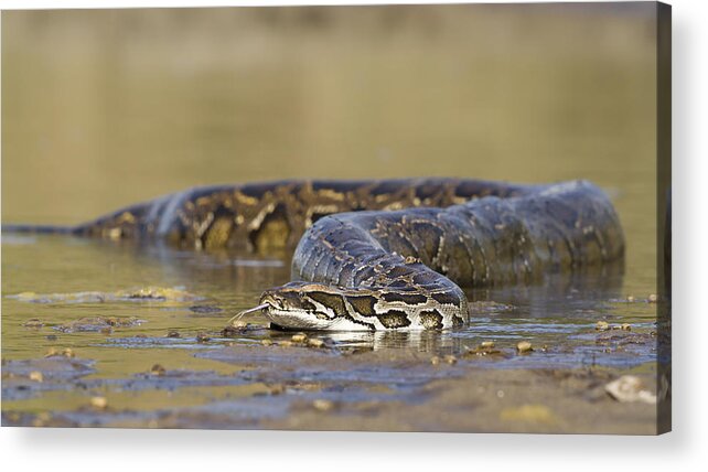 Anaconda Acrylic Print featuring the photograph Asian Python in river in Nepal by Utopia_88