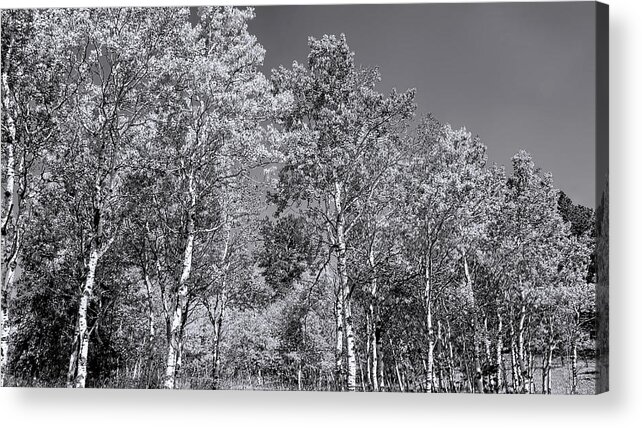 Aspen Trees Acrylic Print featuring the photograph Aspens in Black Hills in fall by Cathy Anderson