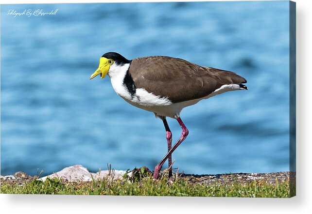 Australian Plover Acrylic Print featuring the digital art Australian plover 893 by Kevin Chippindall