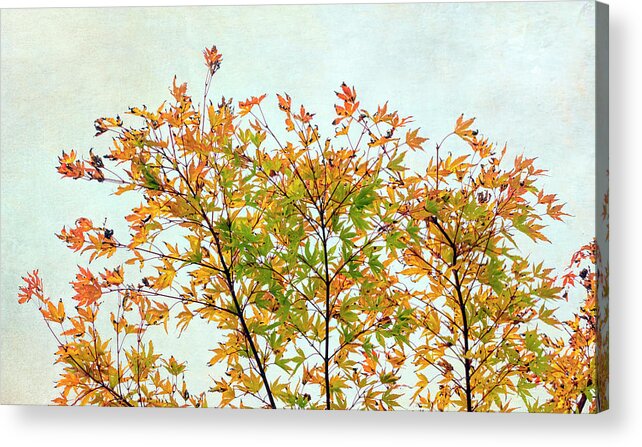 Tree Acrylic Print featuring the photograph Autumn Tree Top by Gary Slawsky
