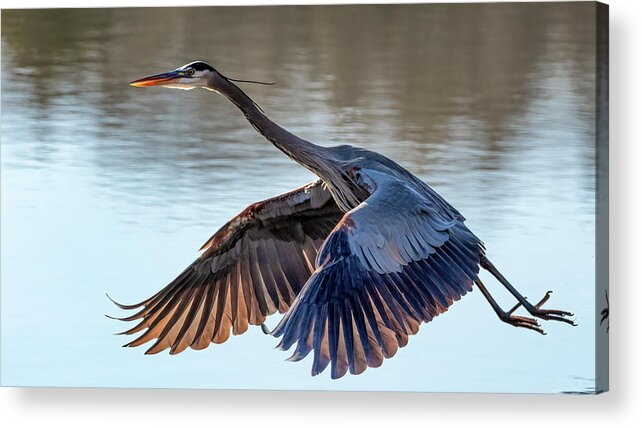 Heron Acrylic Print featuring the photograph Backlit Feathers by James Barber