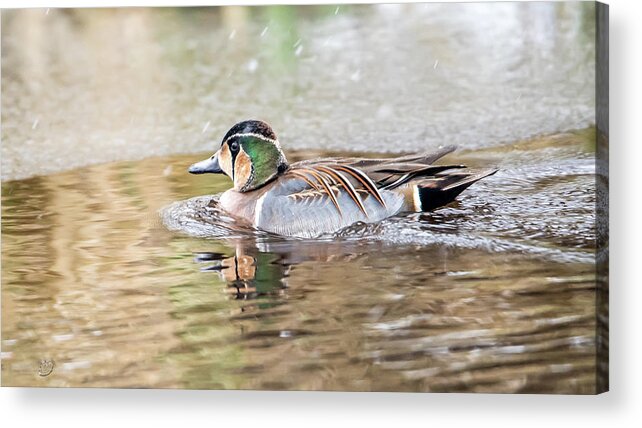 Baikal Teal Acrylic Print featuring the photograph Baikal Teal, a beautiful and rare visitor in Sweden by Torbjorn Swenelius