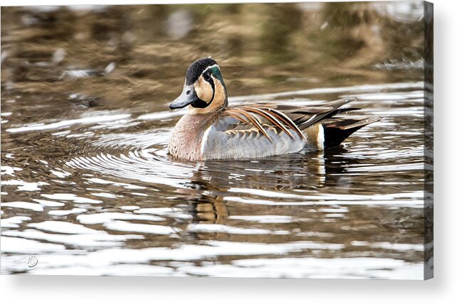 Baikal Teal Acrylic Print featuring the photograph Baikal Teal, a swinning beauty and rare visitor in Sweden by Torbjorn Swenelius