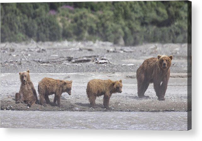 Alaska Acrylic Print featuring the photograph Bears in a Sandstorm by Cheryl Strahl