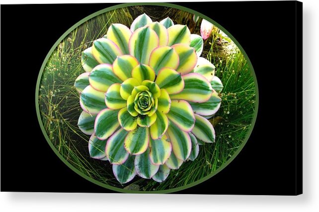 Plant Acrylic Print featuring the photograph Beautiful Succulent by Nancy Ayanna Wyatt