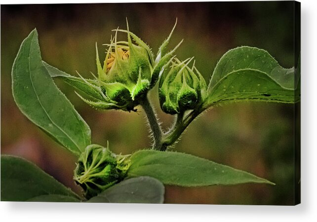 Sunflower Acrylic Print featuring the photograph Before the Bloom by Laura Putman