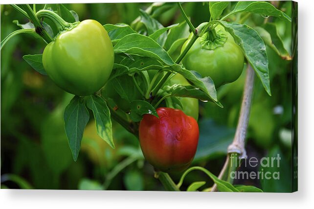 Vegetable Acrylic Print featuring the photograph Bell Peppers by Diana Mary Sharpton
