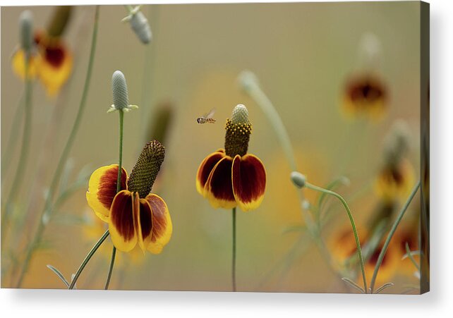 Insect Acrylic Print featuring the photograph Between Flowers by Deon Grandon