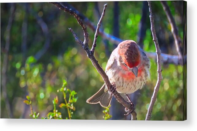 Feathers Acrylic Print featuring the photograph Bird Takes a Bow by Judy Kennedy