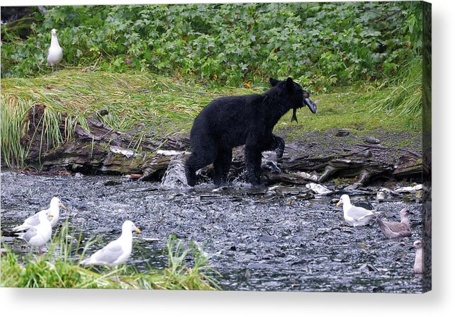 Alaska Acrylic Print featuring the photograph Black Bear with Salmon by Cheryl Strahl