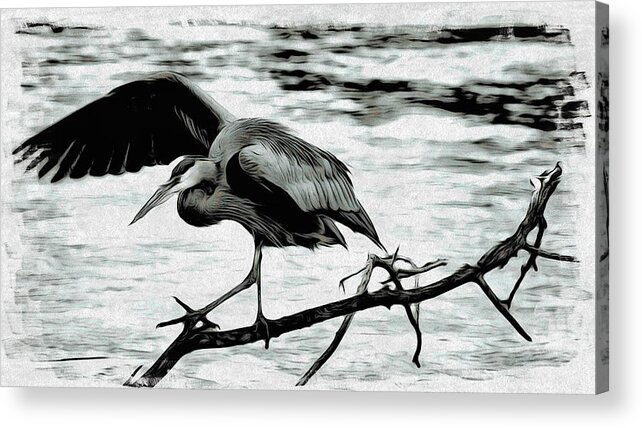 Heron Acrylic Print featuring the photograph Blue Heron Ballet by Cameron Wood