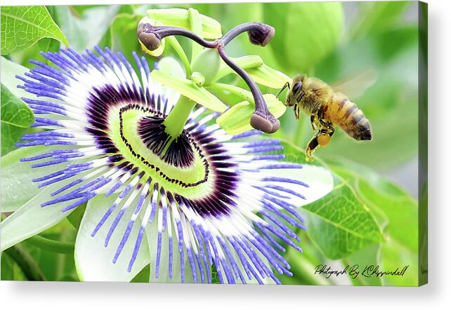 Passion Flower Acrylic Print featuring the digital art Buzzing around 01 by Kevin Chippindall