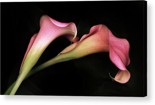 Calla Lily Acrylic Print featuring the photograph Calla Couplet by Jessica Jenney