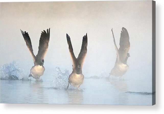 Canada Geese Acrylic Print featuring the photograph Canada Geese in the Mist 2208-010220-2 by Tam Ryan