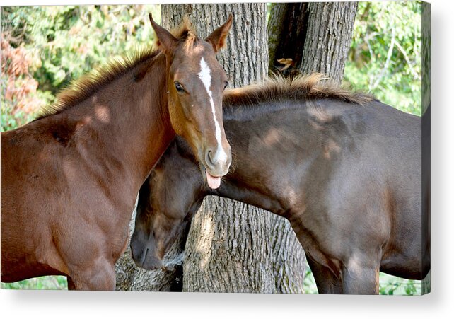 Mustang Horse Acrylic Print featuring the photograph Cheeky Posa by Listen To Your Horse