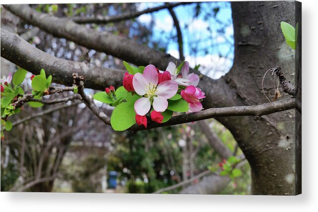  Acrylic Print featuring the photograph Cherry Blossom by Heather E Harman